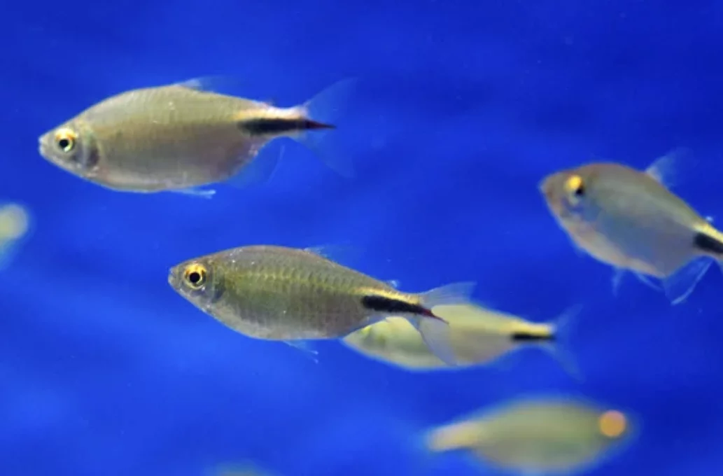 Head and Tail Light Tetra